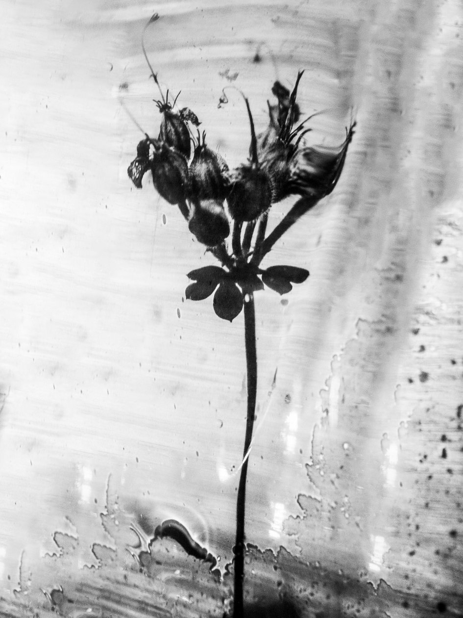 Amid the Flowers 14, 2021 (s/h-billede) af Teis Albers