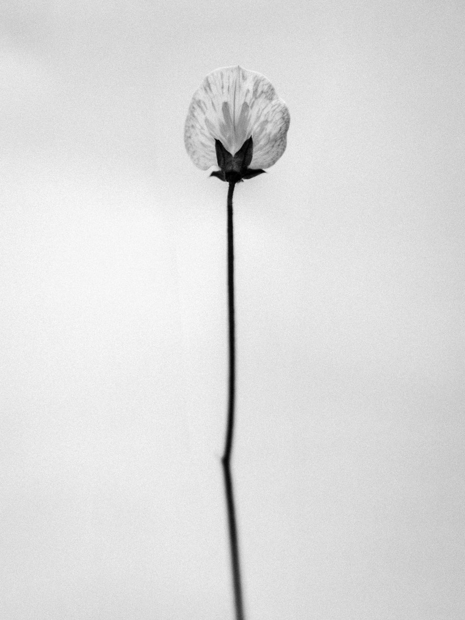 Amid the Flowers 26, 2021 (s/h-billede) af Teis Albers