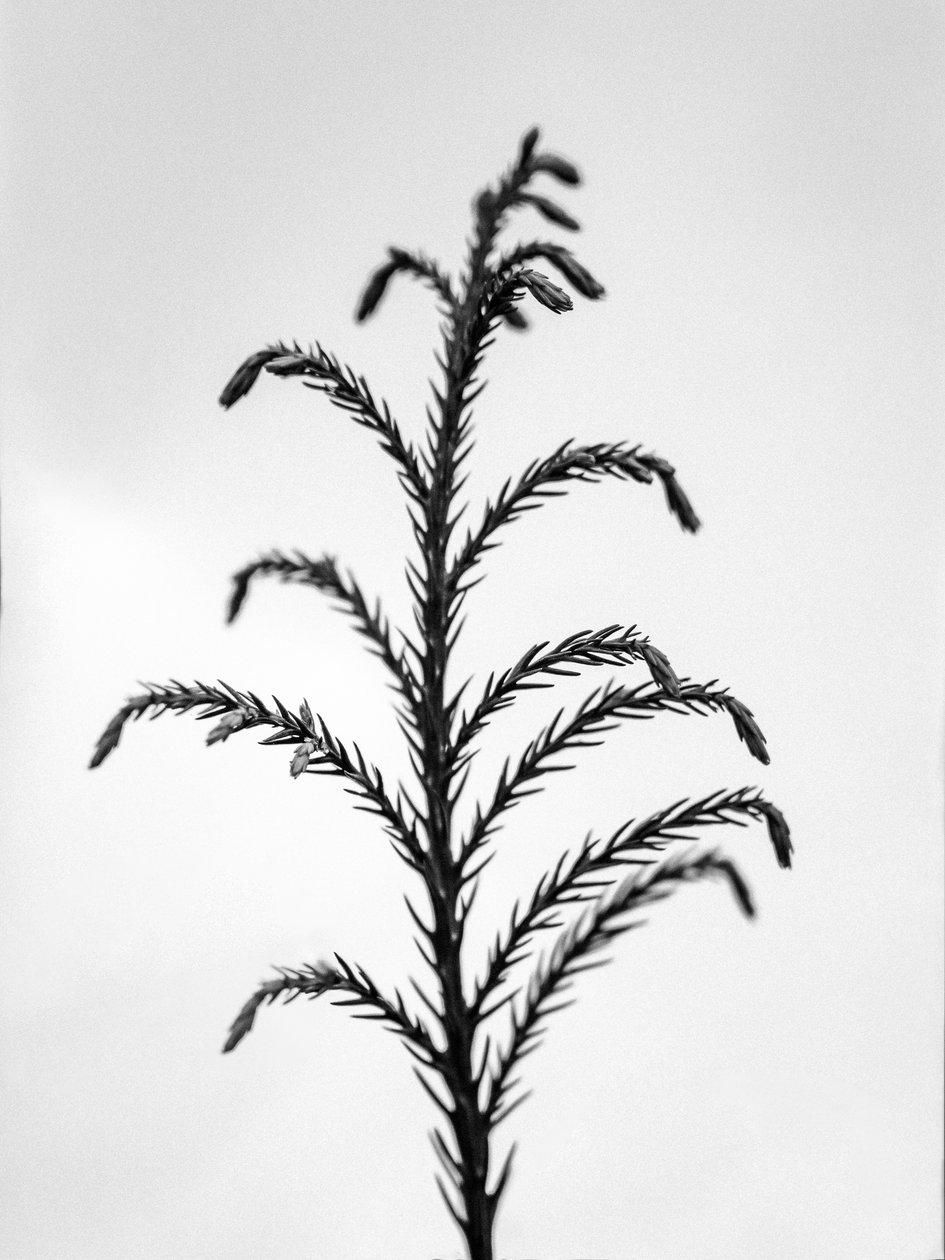 Amid the Flowers 31, 2021 (s/h-billede) af Teis Albers