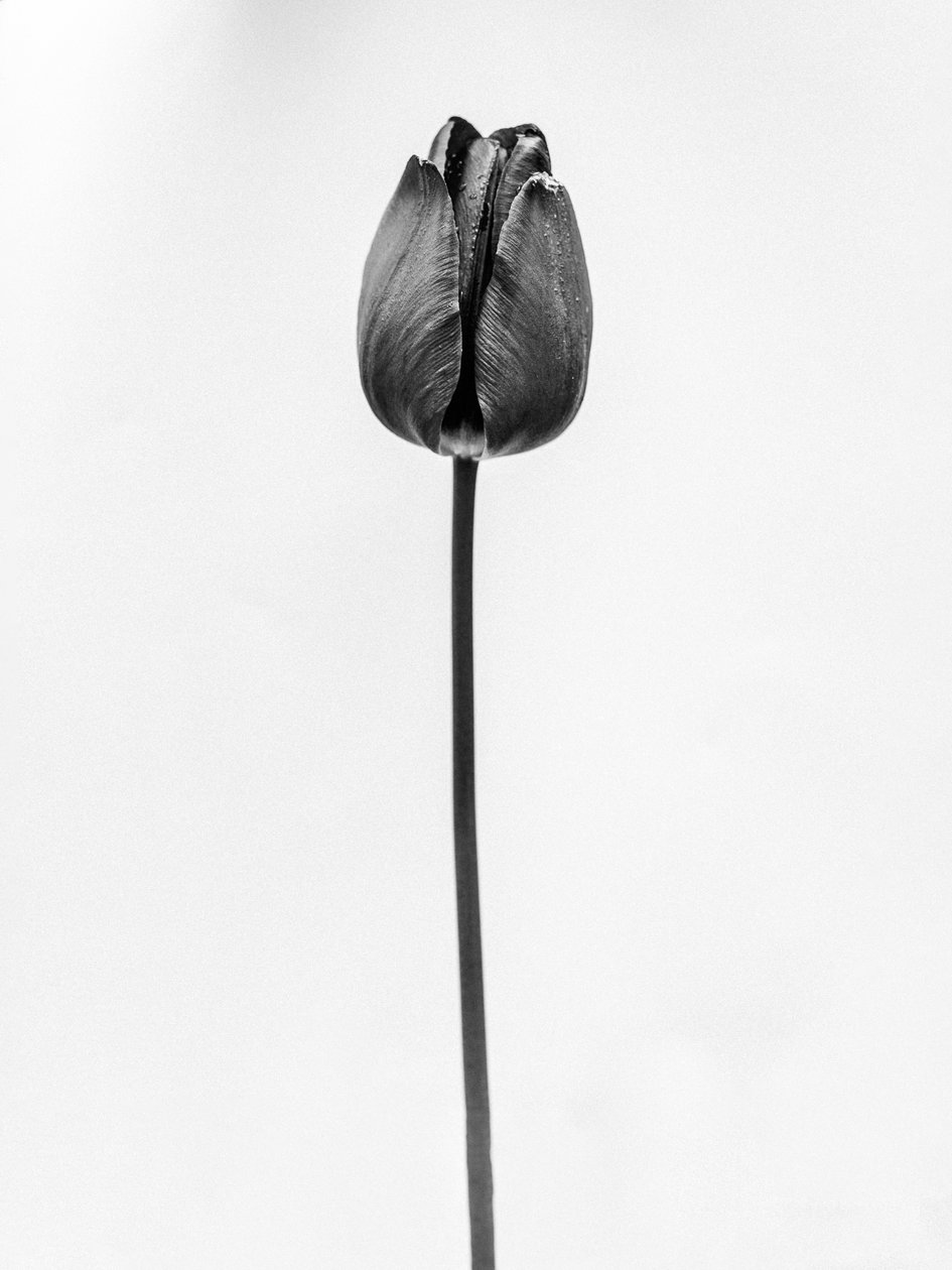 Amid the Flowers 63, 2021 (s/h-billede) af Teis Albers