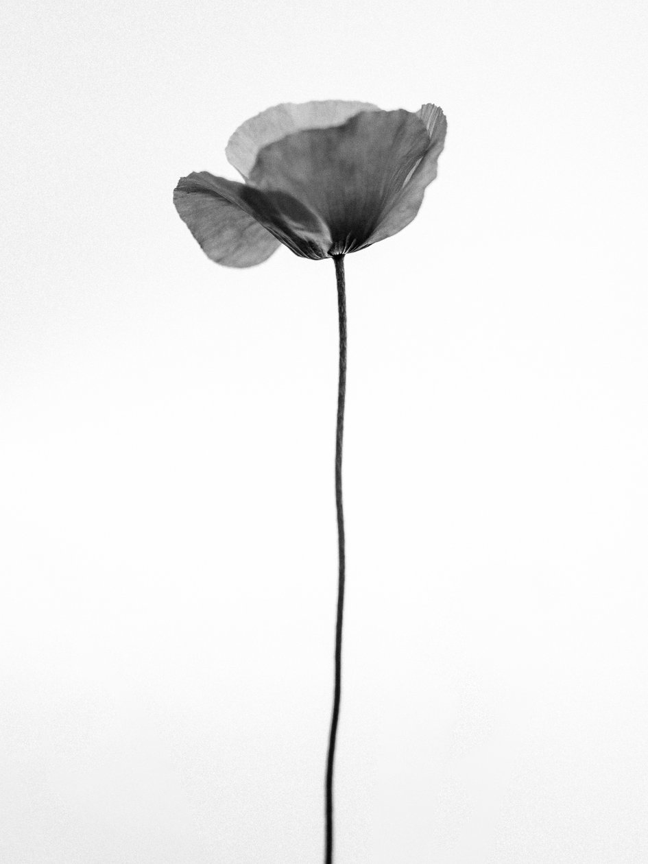 Amid the Flowers 68, 2021 (s/h-billede) af Teis Albers