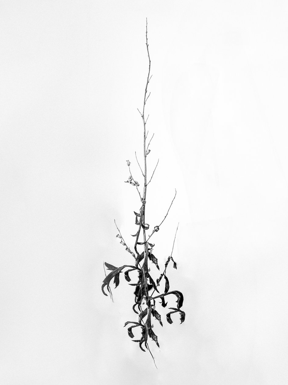Midt i blomsterne 80, 2021 (b/w foto) af Teis Albers