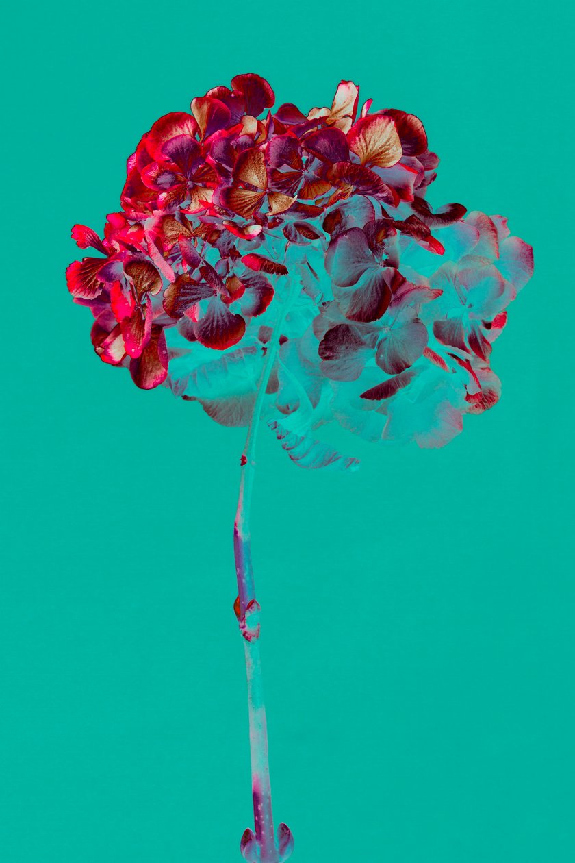 Hortensia, 2018 (foto) af Teis Albers