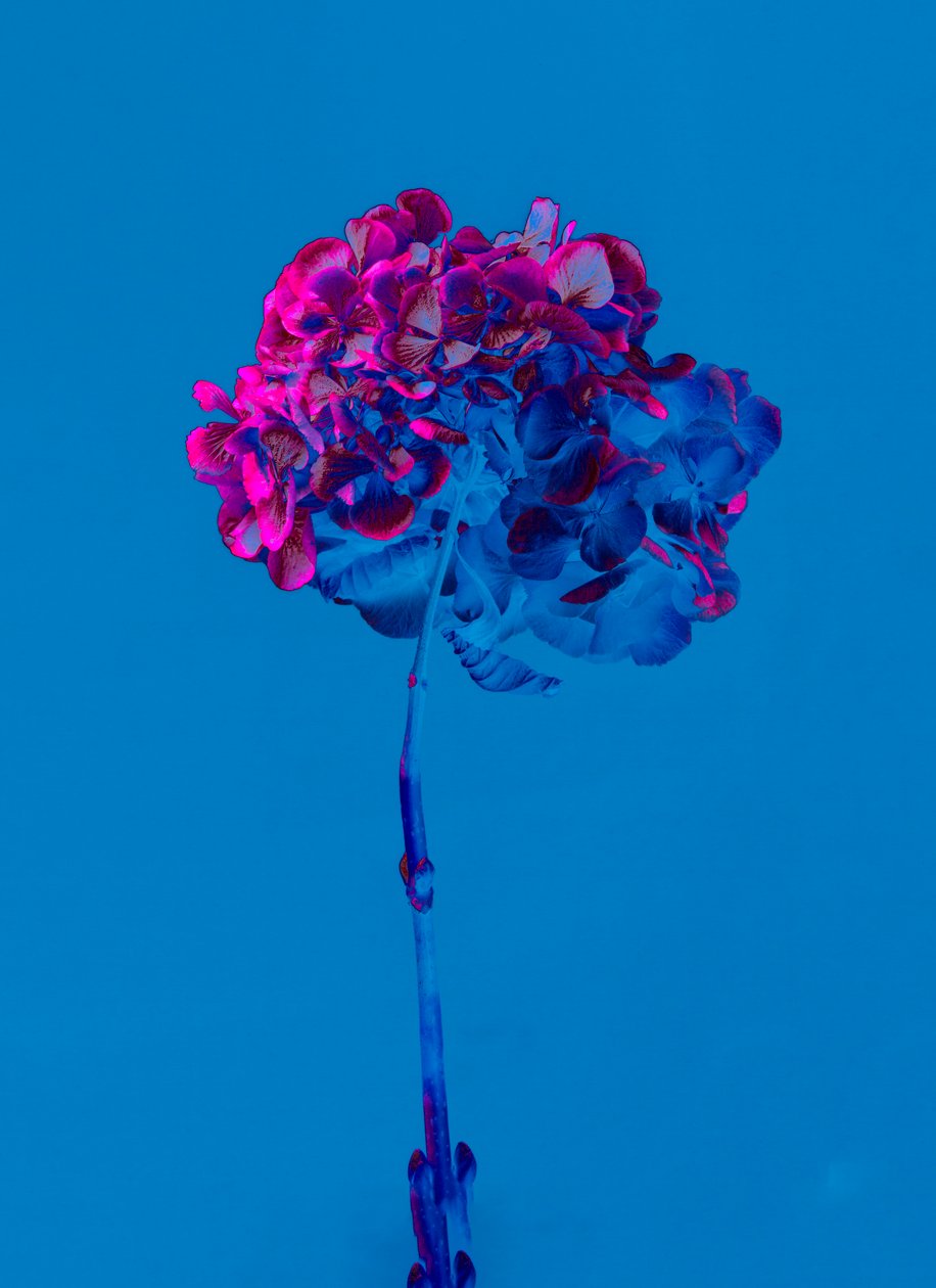 Hortensia 2, 2019 (billede) af Teis Albers