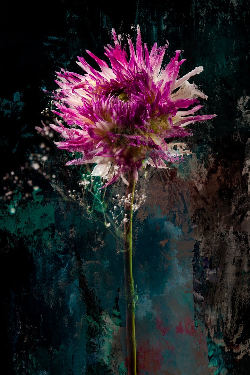 Sukkerblomme, 2018 (foto) af Teis Albers