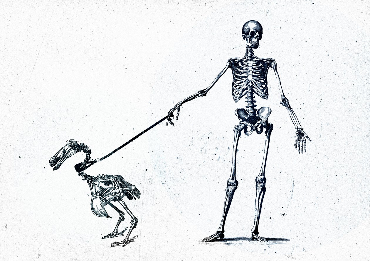 Walking my dodo, 2015 (blandet medier på lærred) af Teis Albers
