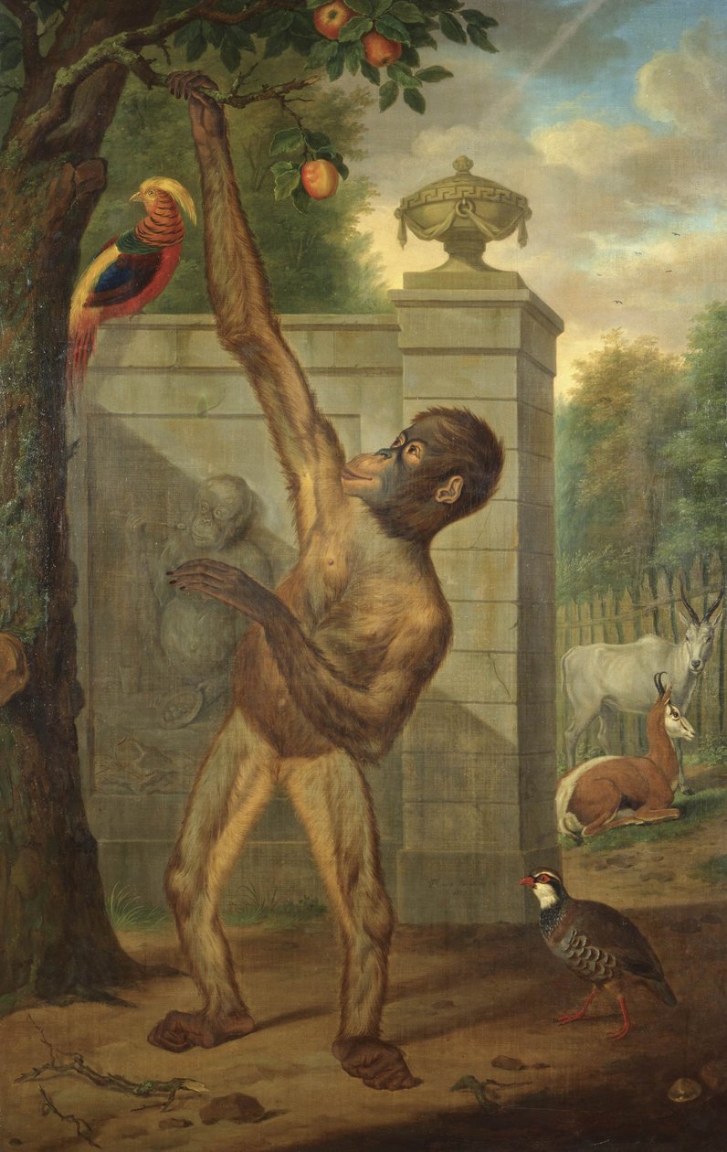 Orangutang fra Stadholder Willem V