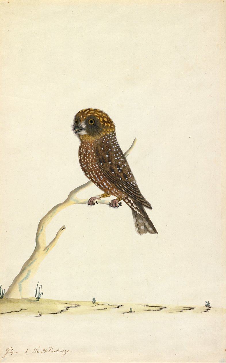 Boobook ugle af The Sydney Bird Painter