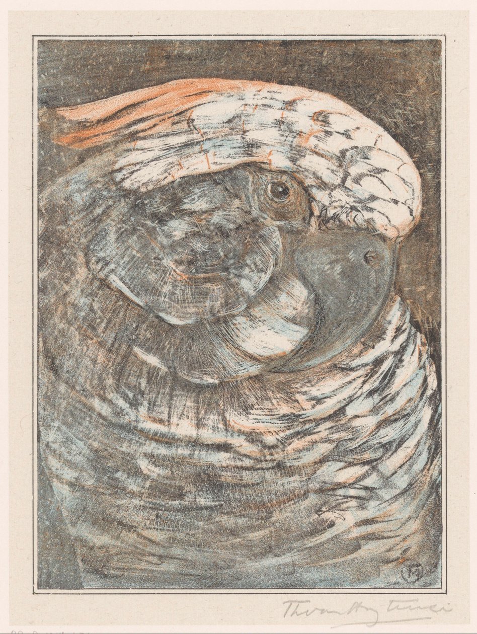 Hovedet af en papegøje af Theo van Hoytema (signed by artist)
