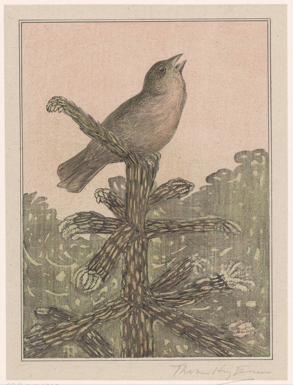 Syngende fugl på fyrretræ af Theo van Hoytema (signed by artist)