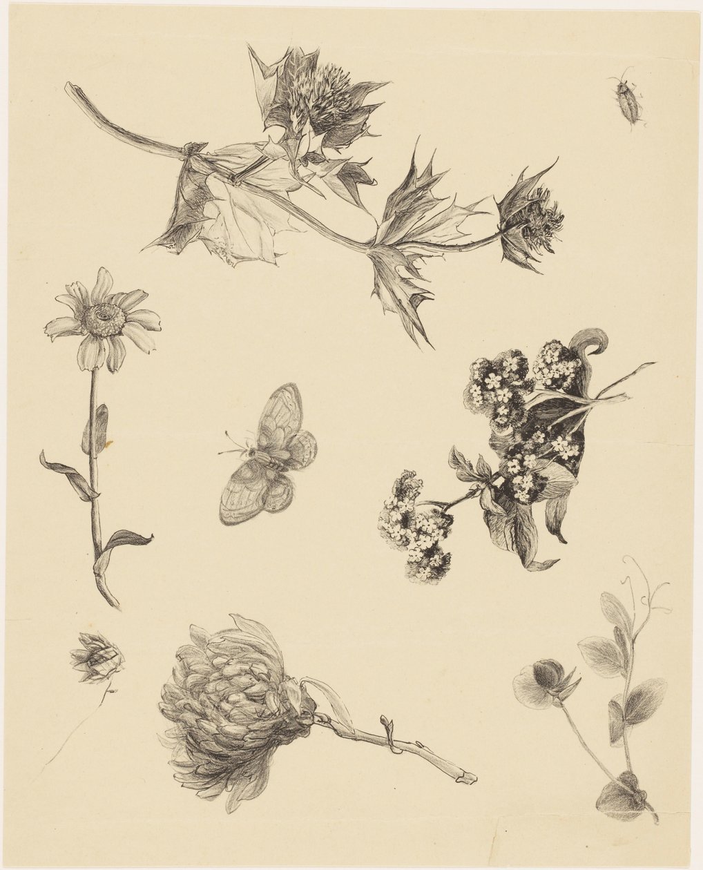 Blomster og Blade af Theo van Hoytema