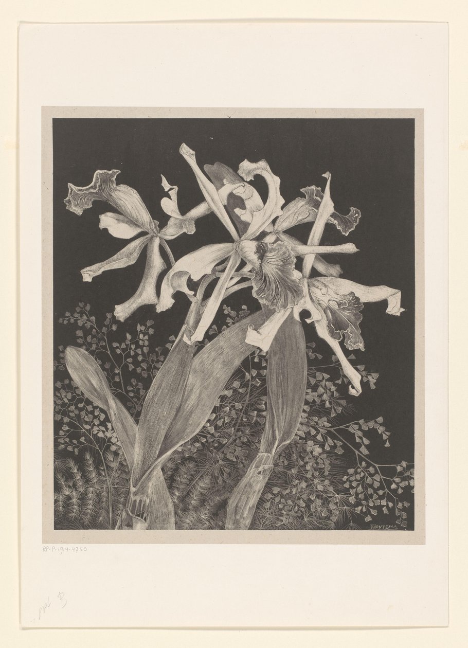 orkideer Orkideer Flower Studies (original serietitel) af Theo van Hoytema