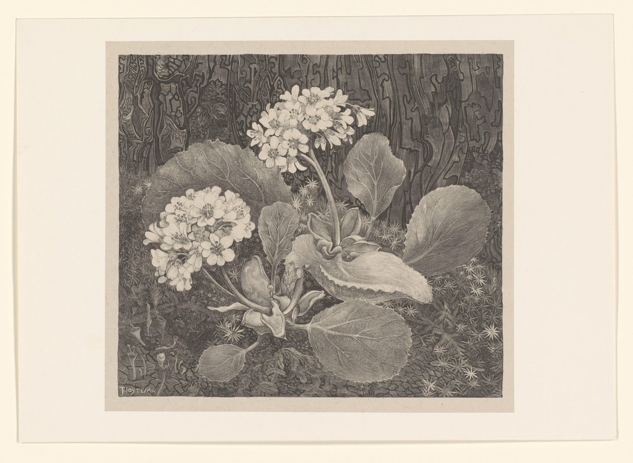 Primrose i mosen Flower Studies (original serietitel) af Theo van Hoytema