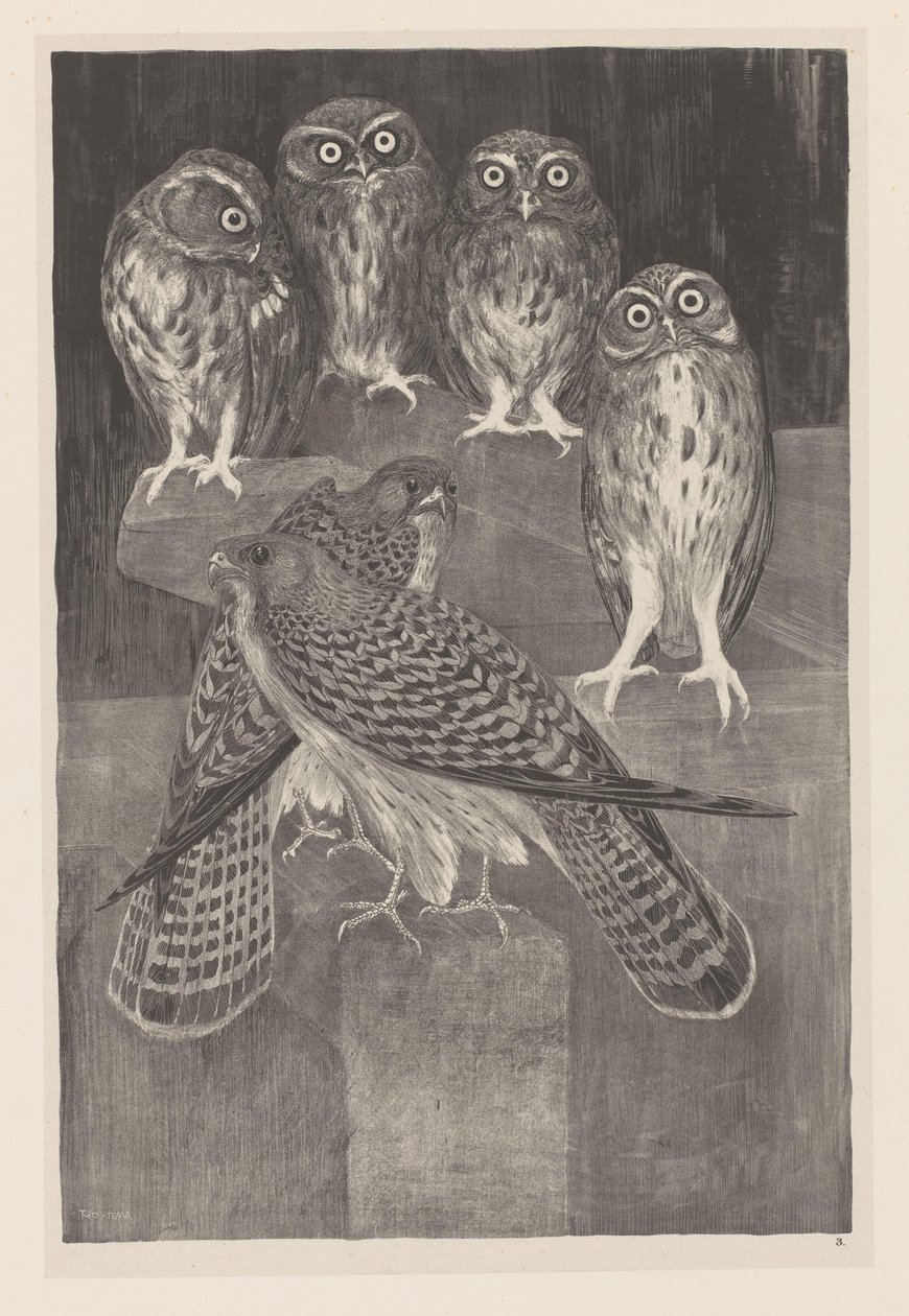 Fire små ugler og to tårnfalke Animal Studies (original serietitel) af Theo van Hoytema
