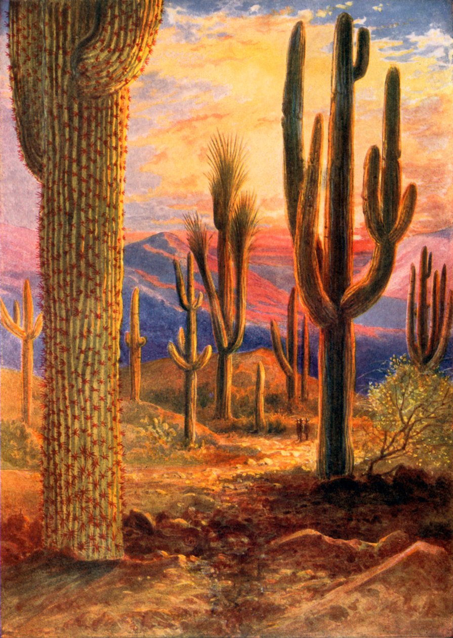 Ørkenens sejrherre (farvelitografi) af Theobald Carreras