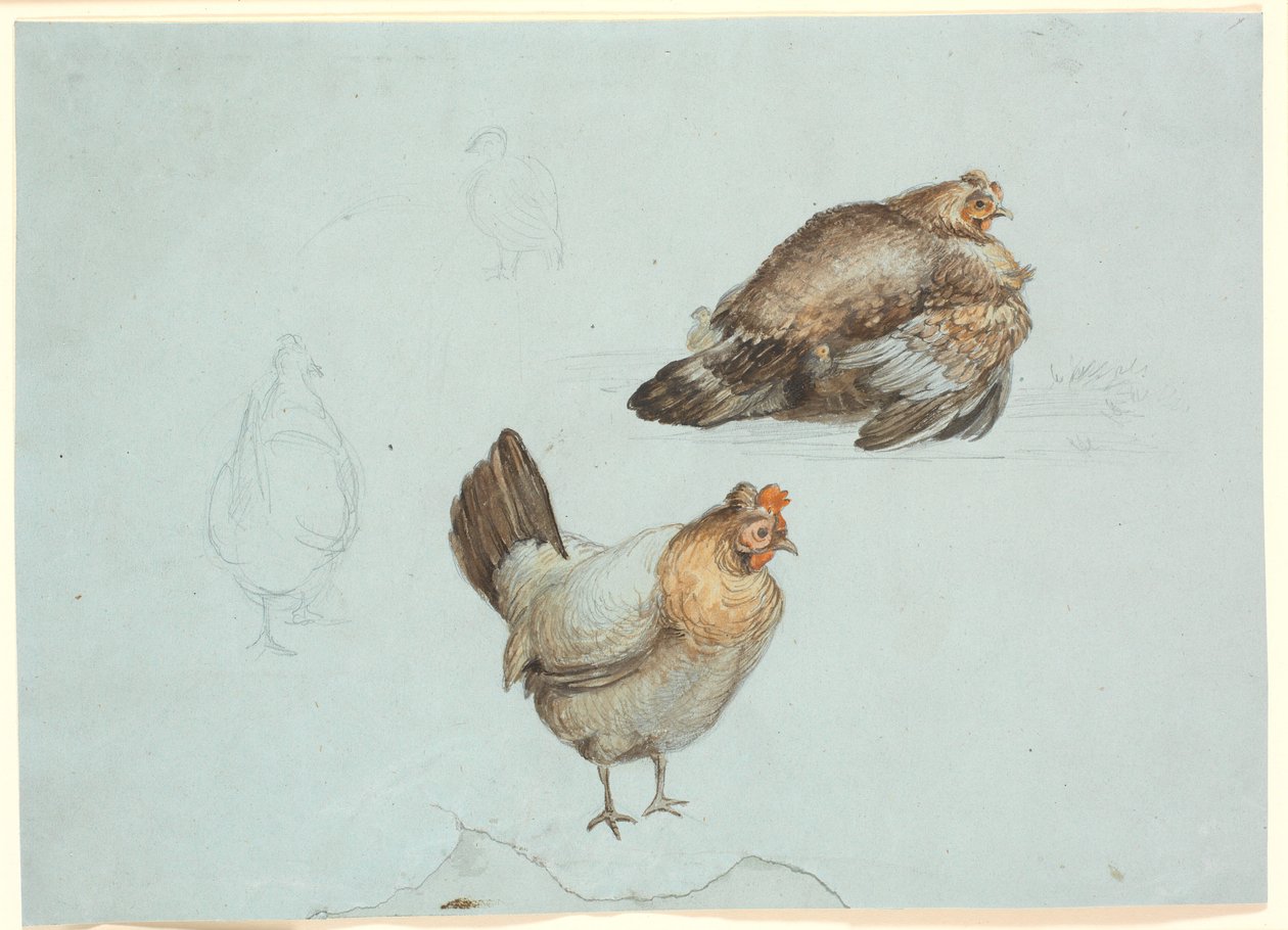 Høns. Studie af Theodor Philipsen