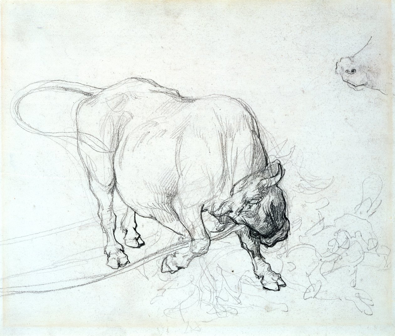 Studie af en tyr af Theodore Gericault