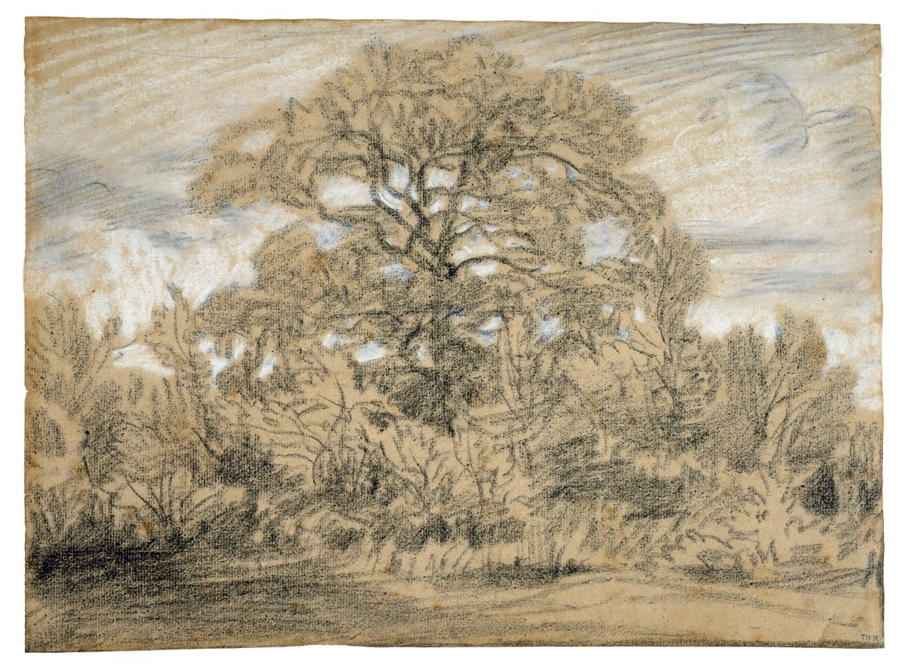 Studie af et egetræ, ca. 1862 (sort-hvidt kridt på lagt papir) af Pierre Etienne Theodore Rousseau