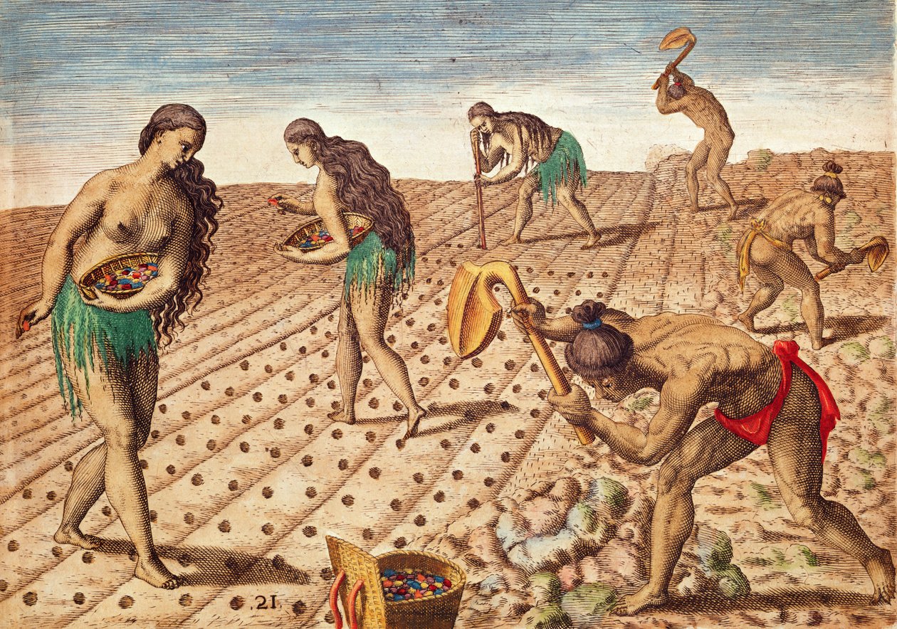 Brevis Narratio, Kultur og såning af frø, 1563 (farvegravering) af Theodore de Bry