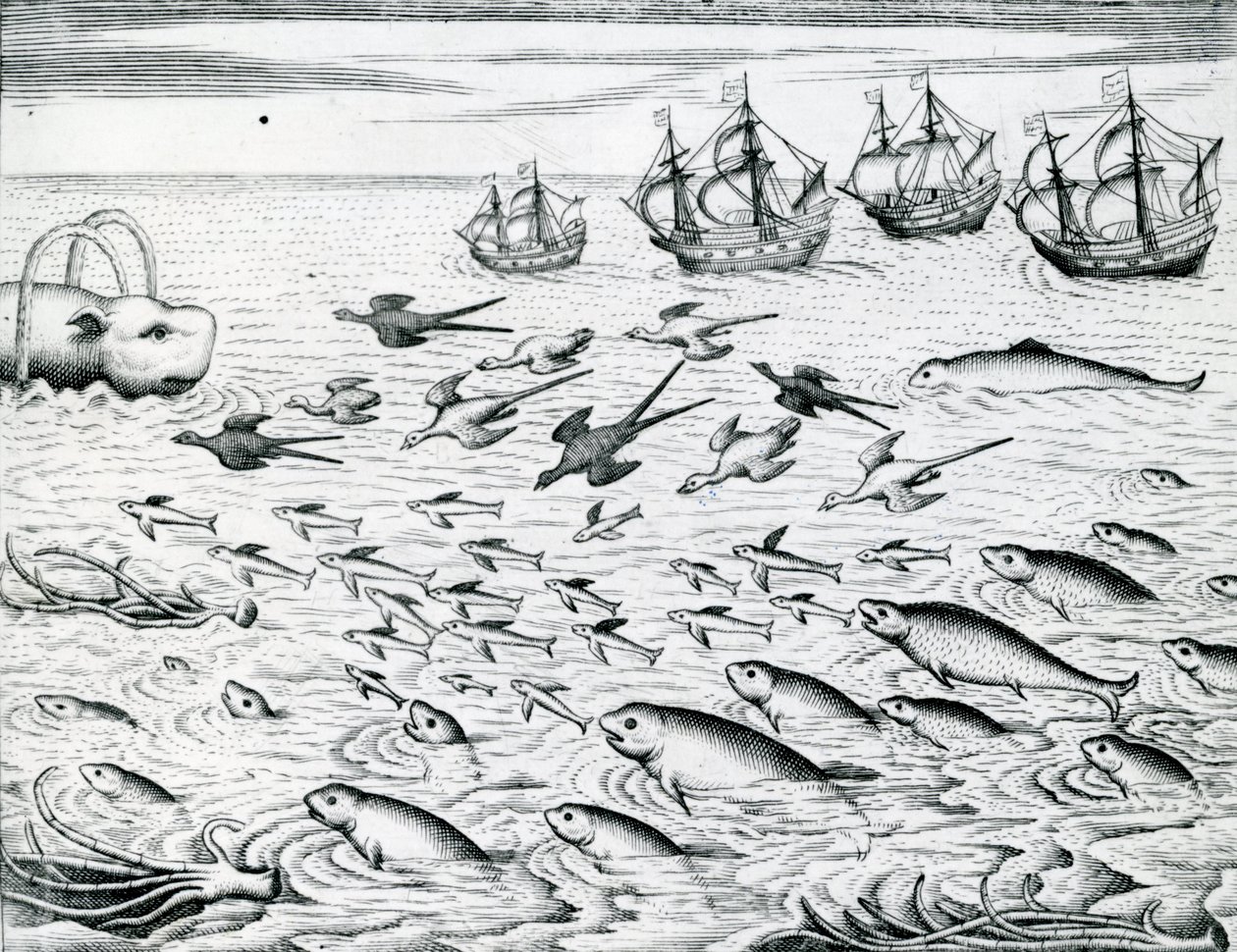 Havlandskab, illustration fra "India Orientalis", 1598 af Theodore de Bry