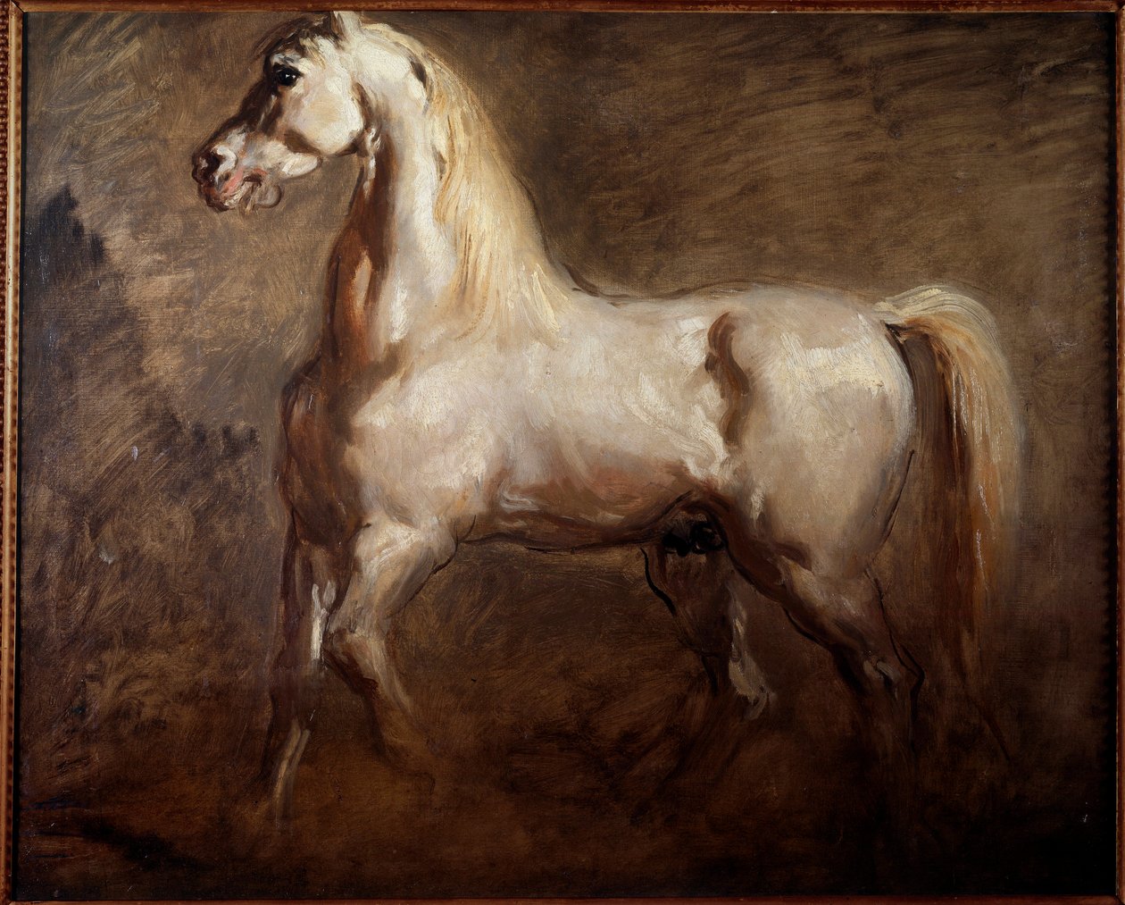 Study of white horse in left profile Painting by Theodore Chasseriaudani af Théodore Chassériau