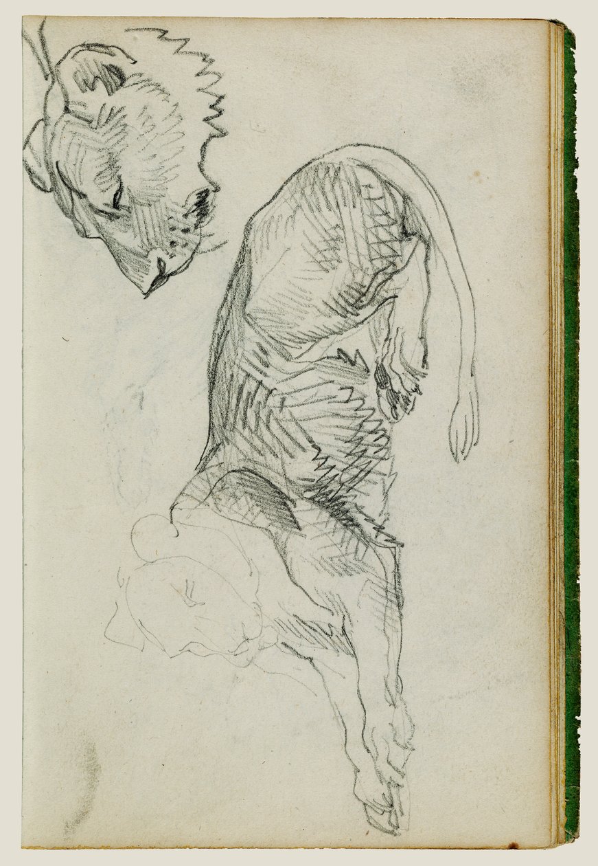 Siddende løve, hoved af løvinde af Theodore Gericault
