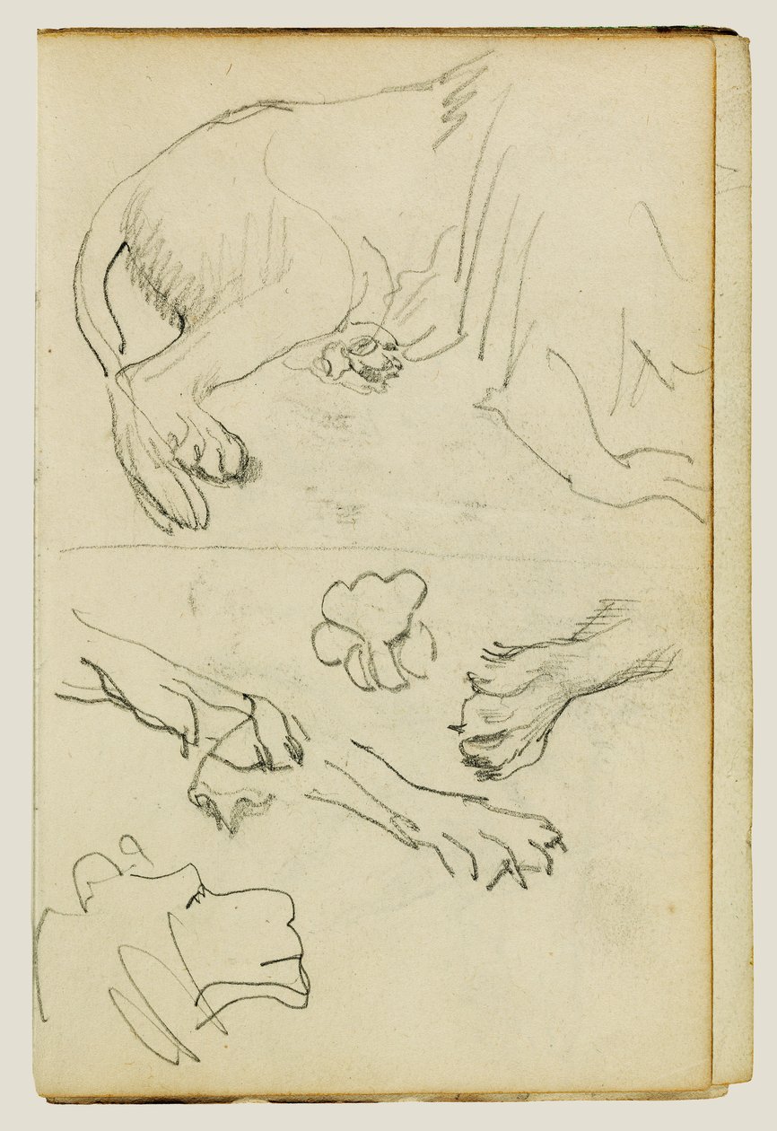 Forskellige studier af løvens ben, poter og hoved af Theodore Gericault