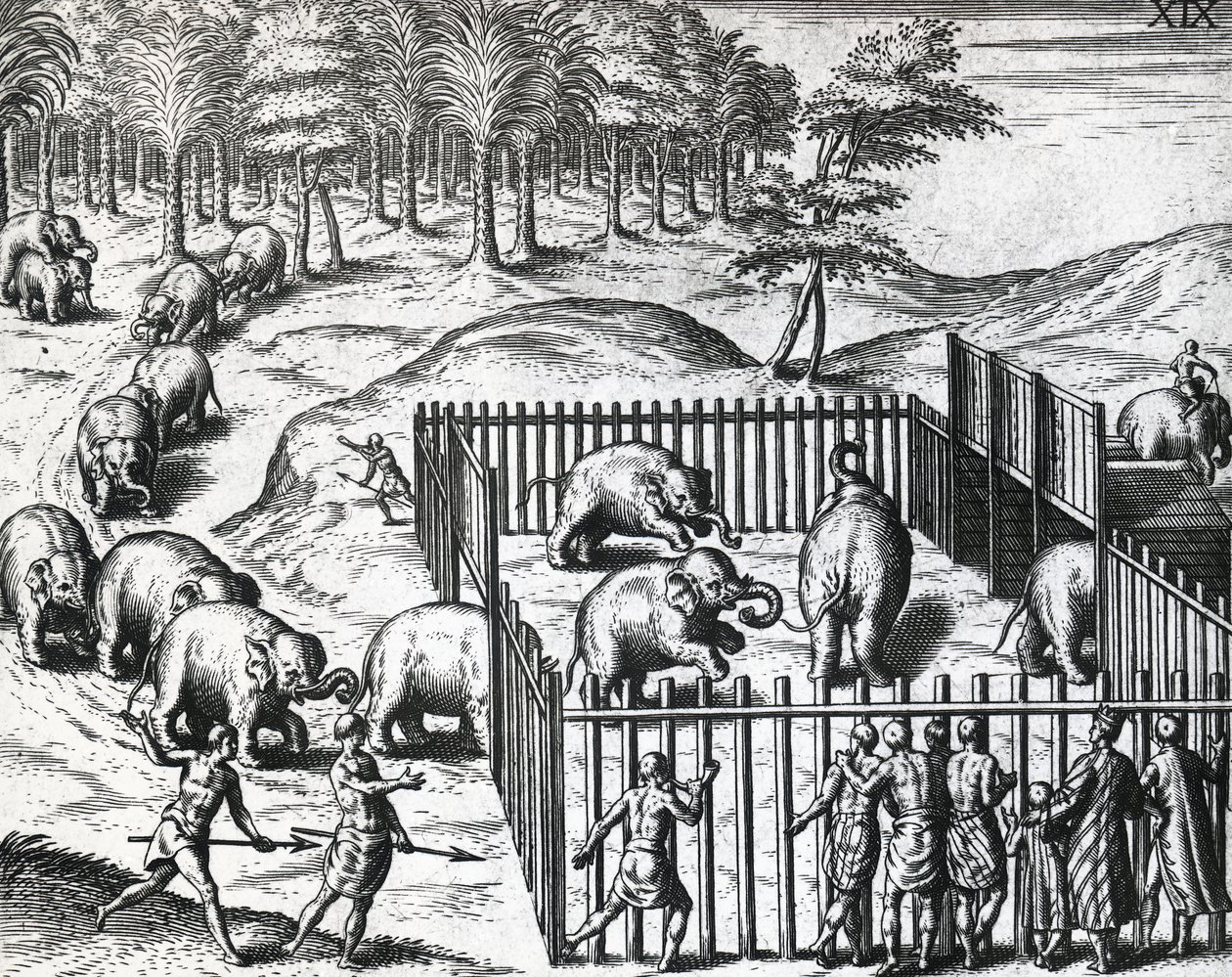 Elefantjagt i kongeriget Pegu, det nuværende Myanmar, af Theodor de Bry (1528-1598), kobberstik af Theodore de Bry