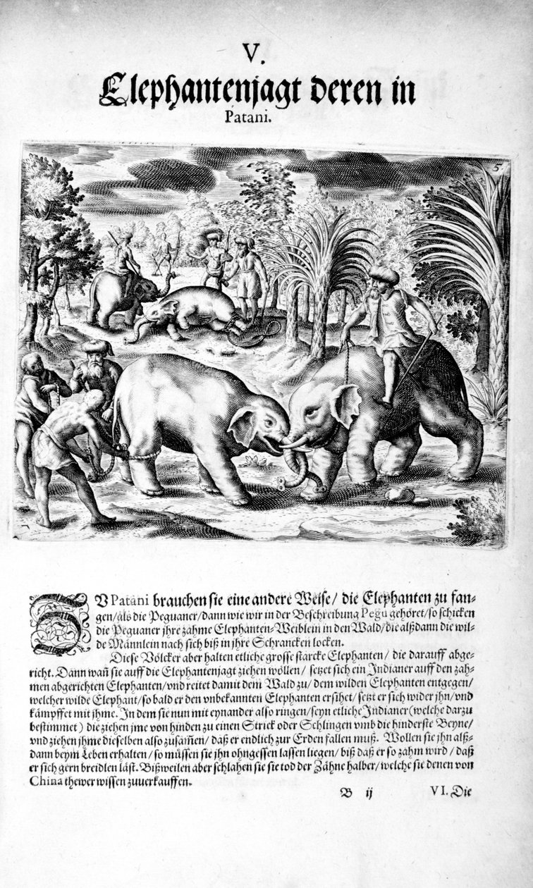 Elefanter kæmper, 1606 af Theodore de Bry