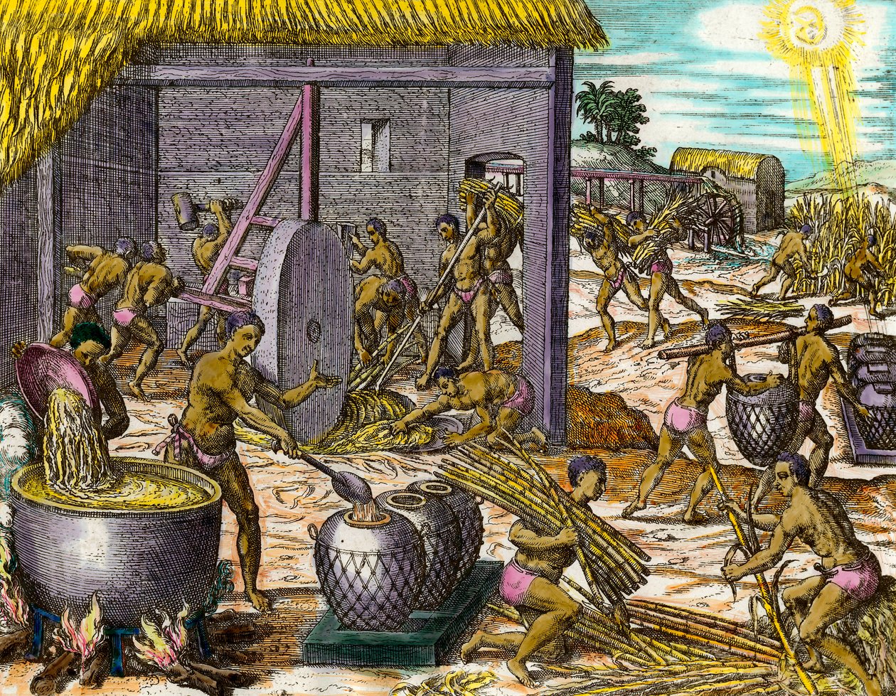 Amerikas historie: Indsamling af sukkerrør og fremstilling af sukker. Gravering af Theodore De Bry (1528-1598) Privatsamling fra det 16. århundrede af Theodore de Bry