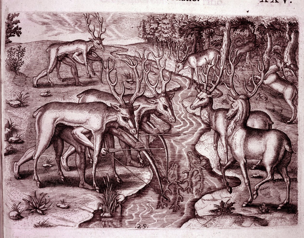 Indianere, der bruger hjorteskind til at jage andre hjorte (gravering af Theodore de Bry