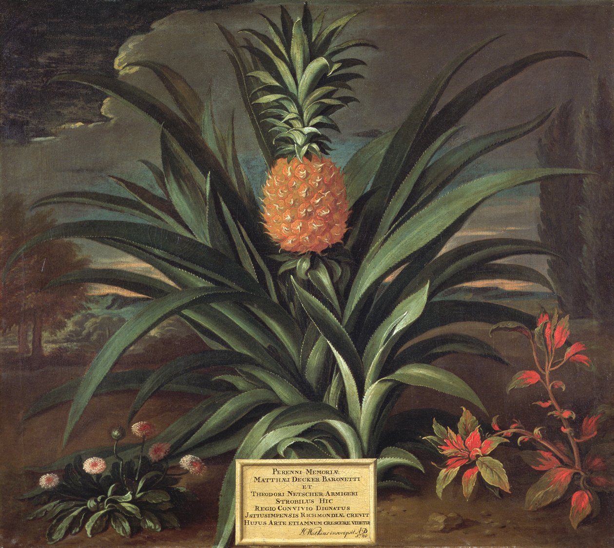 Ananas dyrket i Sir Matthew Deckers have, Richmond, Surrey, 1720 af Theodorus Netscher