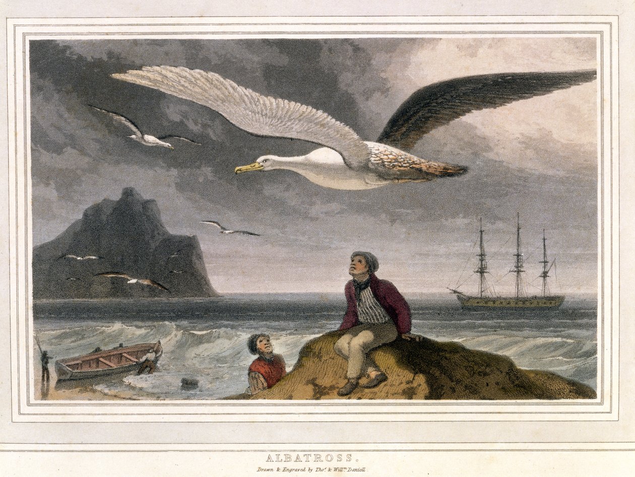Albatros, pub. London 1810 (farvet litografi) af Thomas und William Daniell