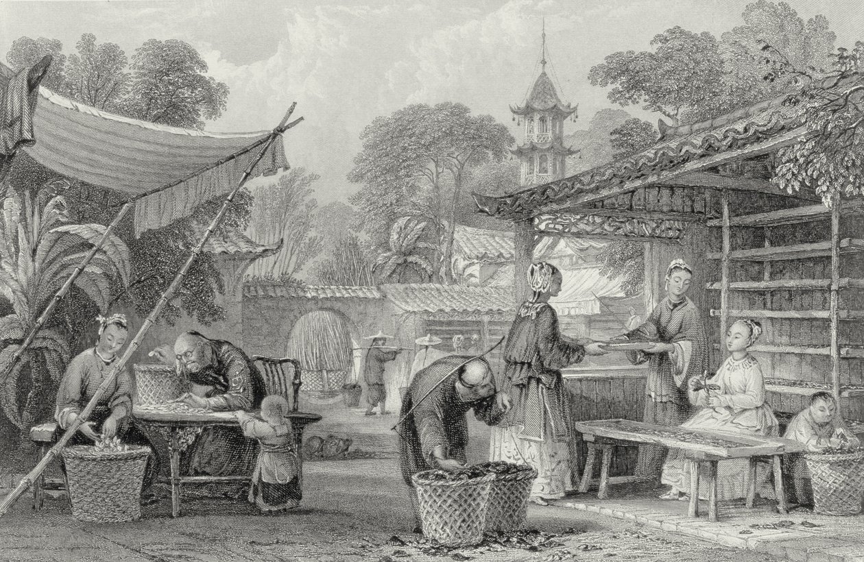 Fodring af silkeorme og sorteringskokoner, graveret af A. Willmore af Thomas Allom