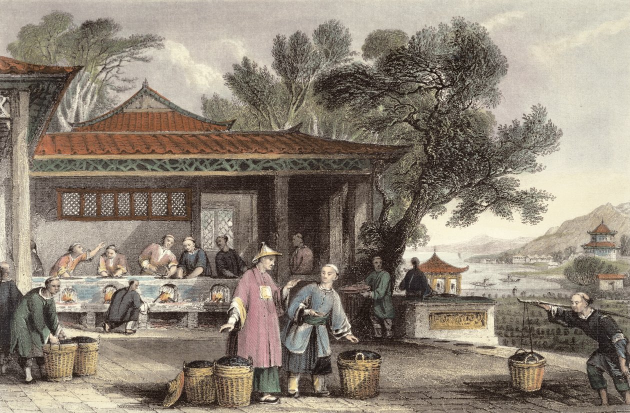 Teens dyrkning og tilberedning, fra "China in a Series of Views" af George Newenham Wright (ca.1790-1877) 1843 af Thomas Allom