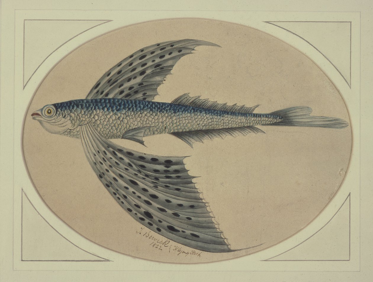 En flyvende fisk af Thomas Bewick