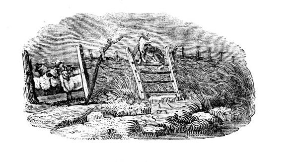 En fårehund og fårefold fra historien om britiske fugle og firbenede af Thomas Bewick