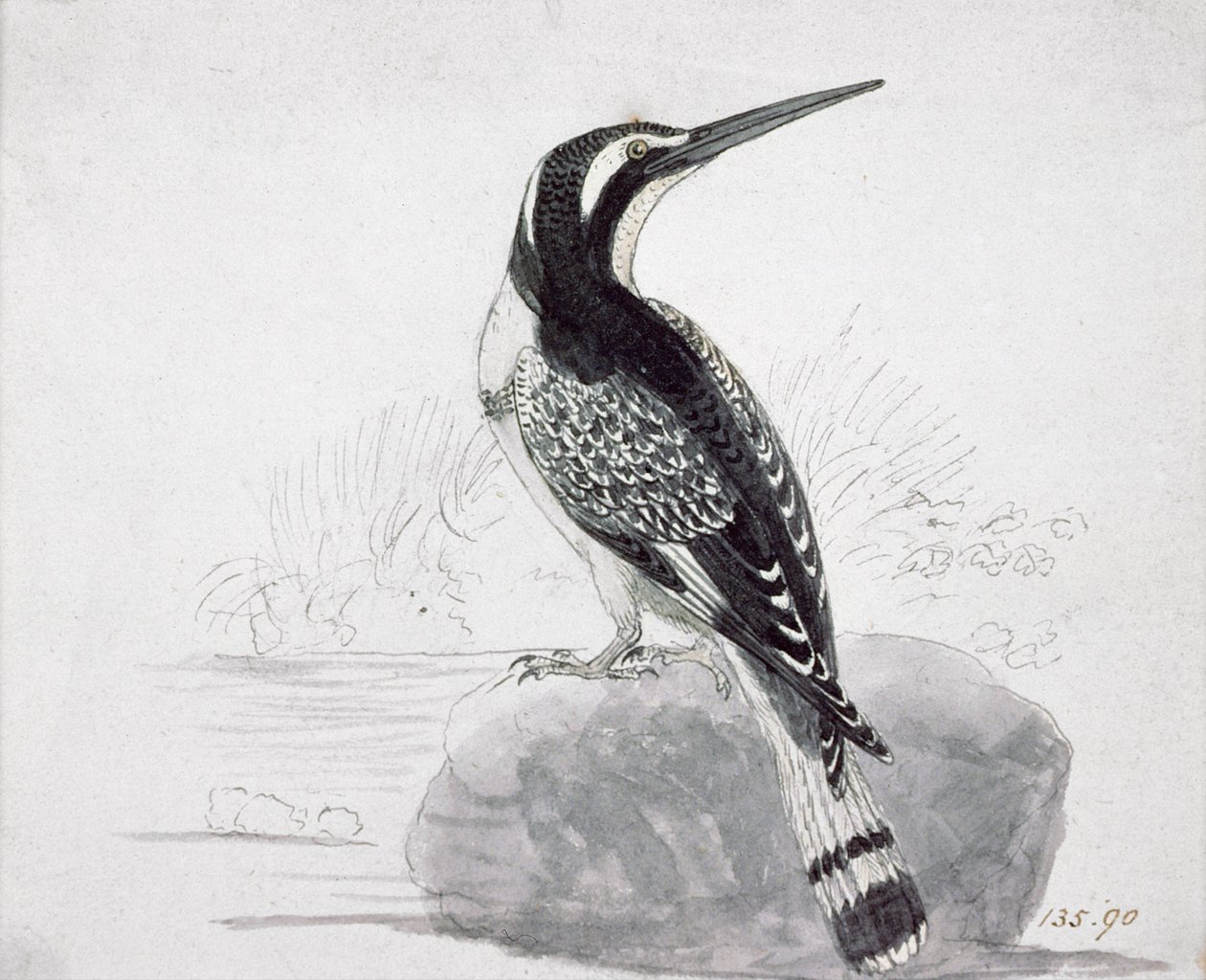 Sort og hvid isfugl af Thomas Bewick