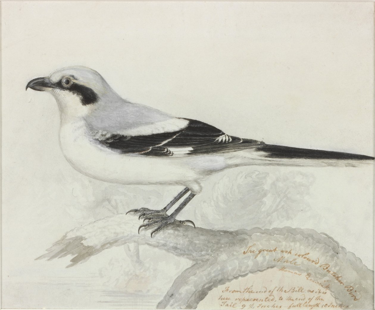 Den store askefarvede slagterfugl (blæk) af Thomas Bewick
