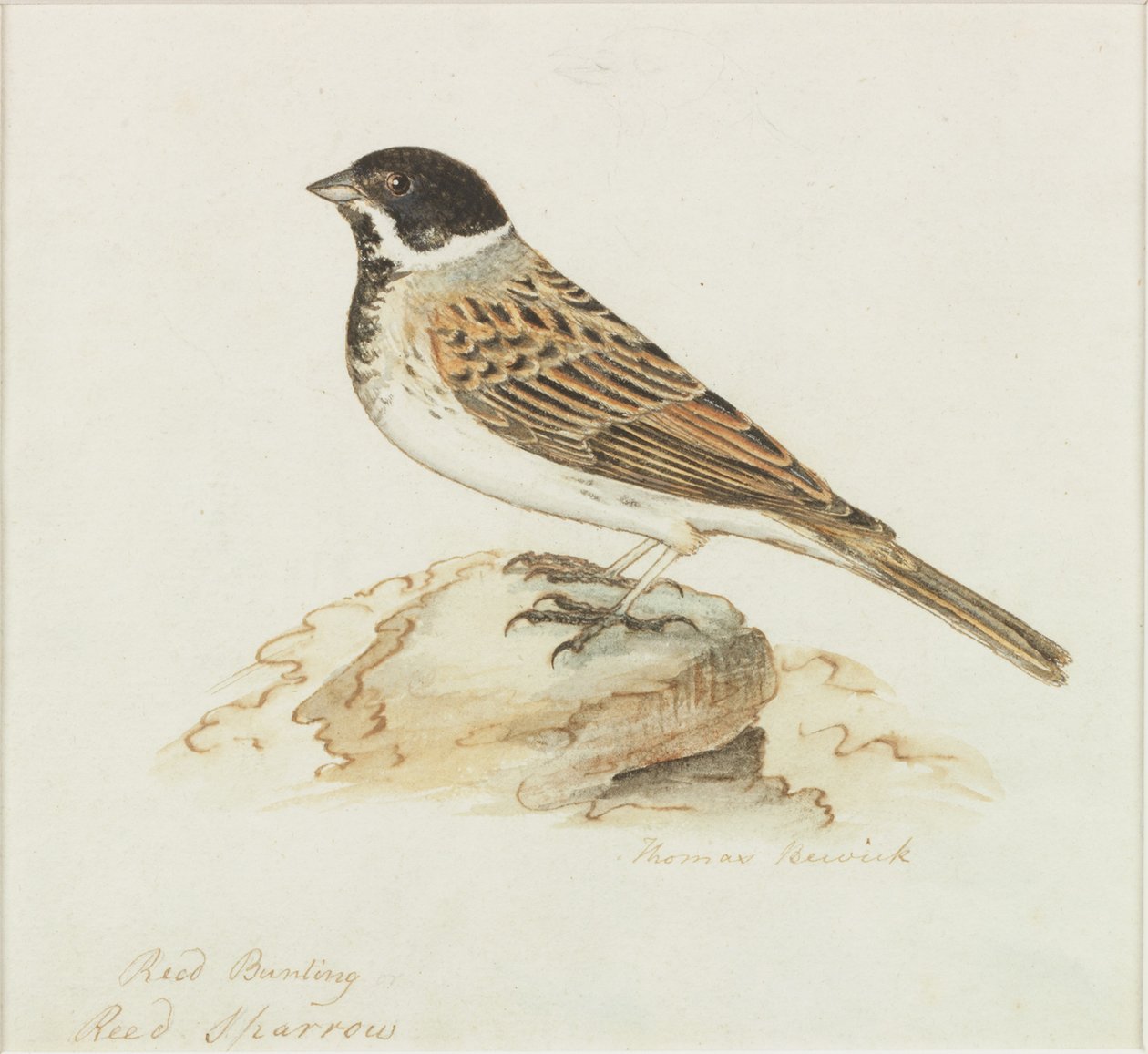 Rørspurven (kropsfarve) af Thomas Bewick