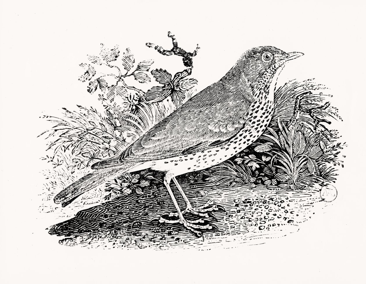 The Throstle Thrush fra History of British Birds and Quadrupeds af Thomas Bewick