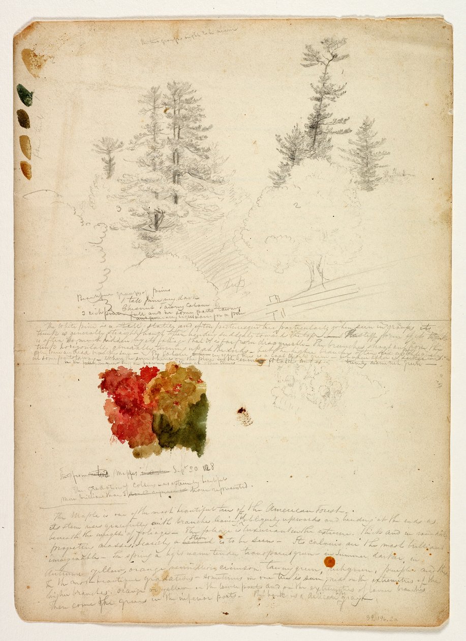 Smukke grupper af fyrretræer; Farver fra Maples, New Hampshire, 30. september 1828 (wc & grafitblyant på papir) af Thomas Cole