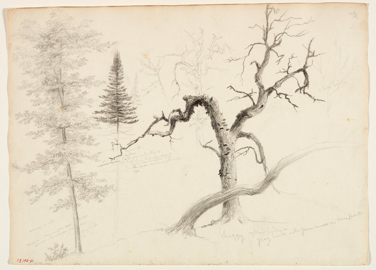 Ahorn, Balsamgran, Fyr, Shaggy Yellow Birch, White Birch, 1828 (grafitblyant på råhvidt vævet papir) af Thomas Cole