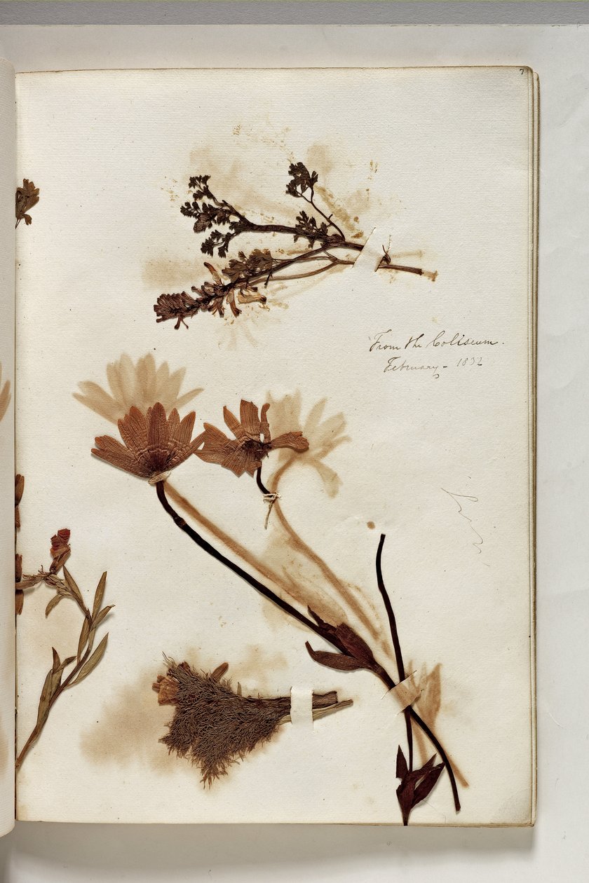 Planter fra Colosseum 1832, 1832 (pen & blæk med planteeksemplar på papir) af Thomas Cole