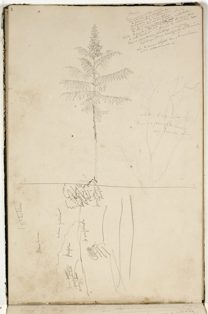 Uden titel, skitse af Catskill-landskab og undersøgelse af Sumack-træ, ca. 1832 (grafitblyant på råhvidt vævet papir) af Thomas Cole