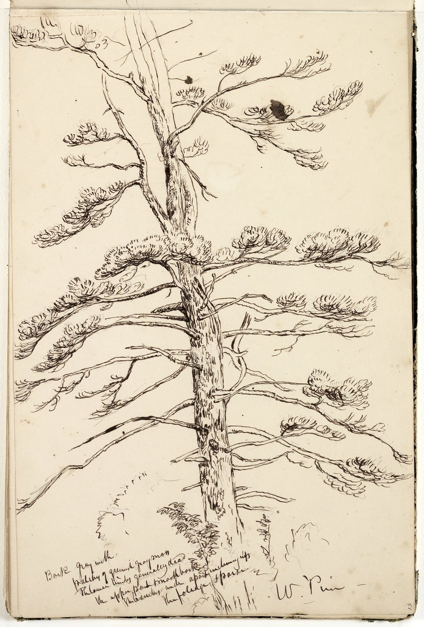 White Pine, ca. 1832 (pen og blæk over blyant på papir) af Thomas Cole