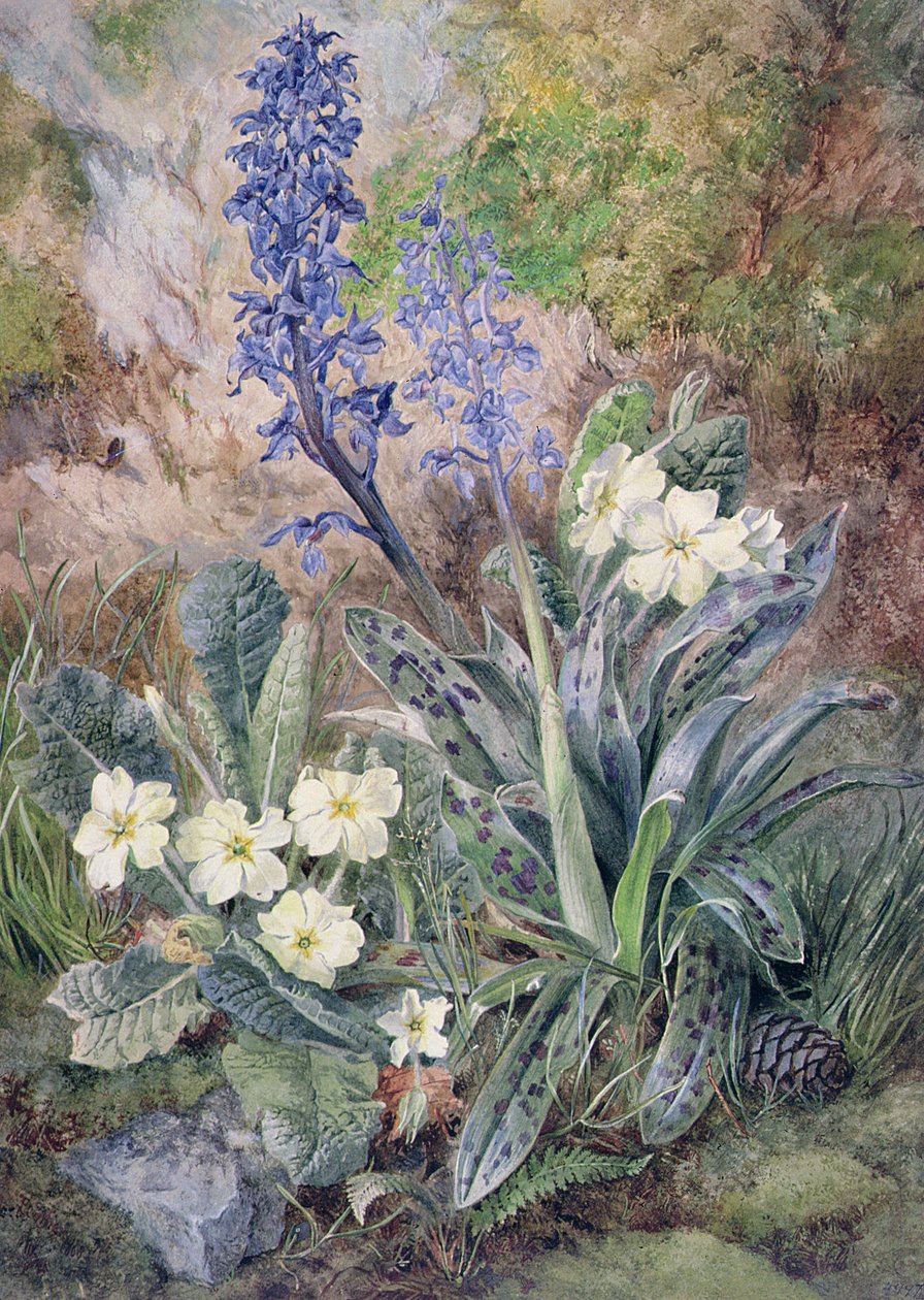 Lilla orkidé og primula af Thomas Collier