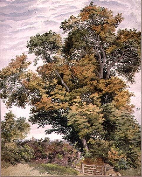 Studie af et egetræ, 1800-tallet af Thomas Collier