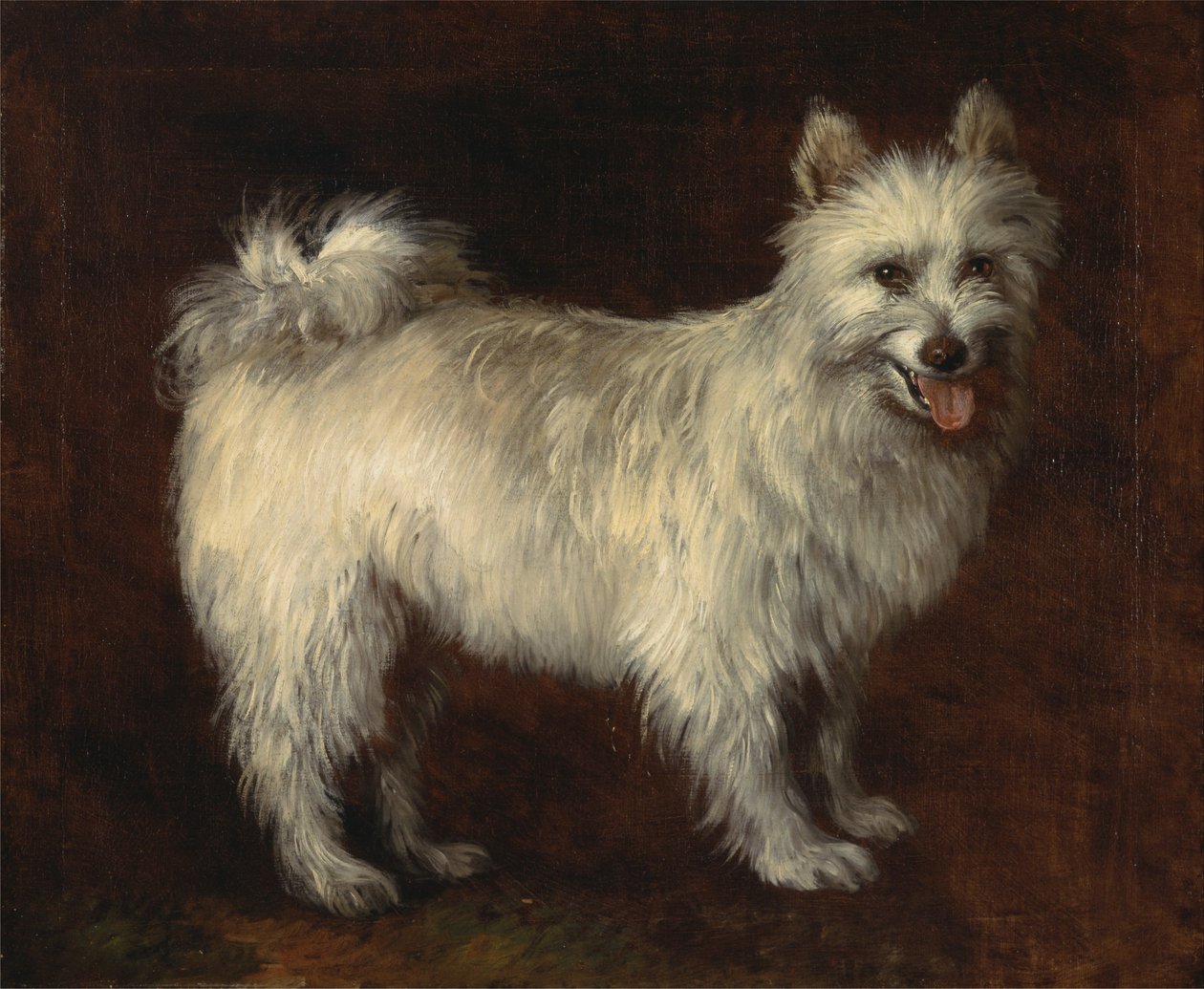 Spitz hund af Thomas Gainsborough