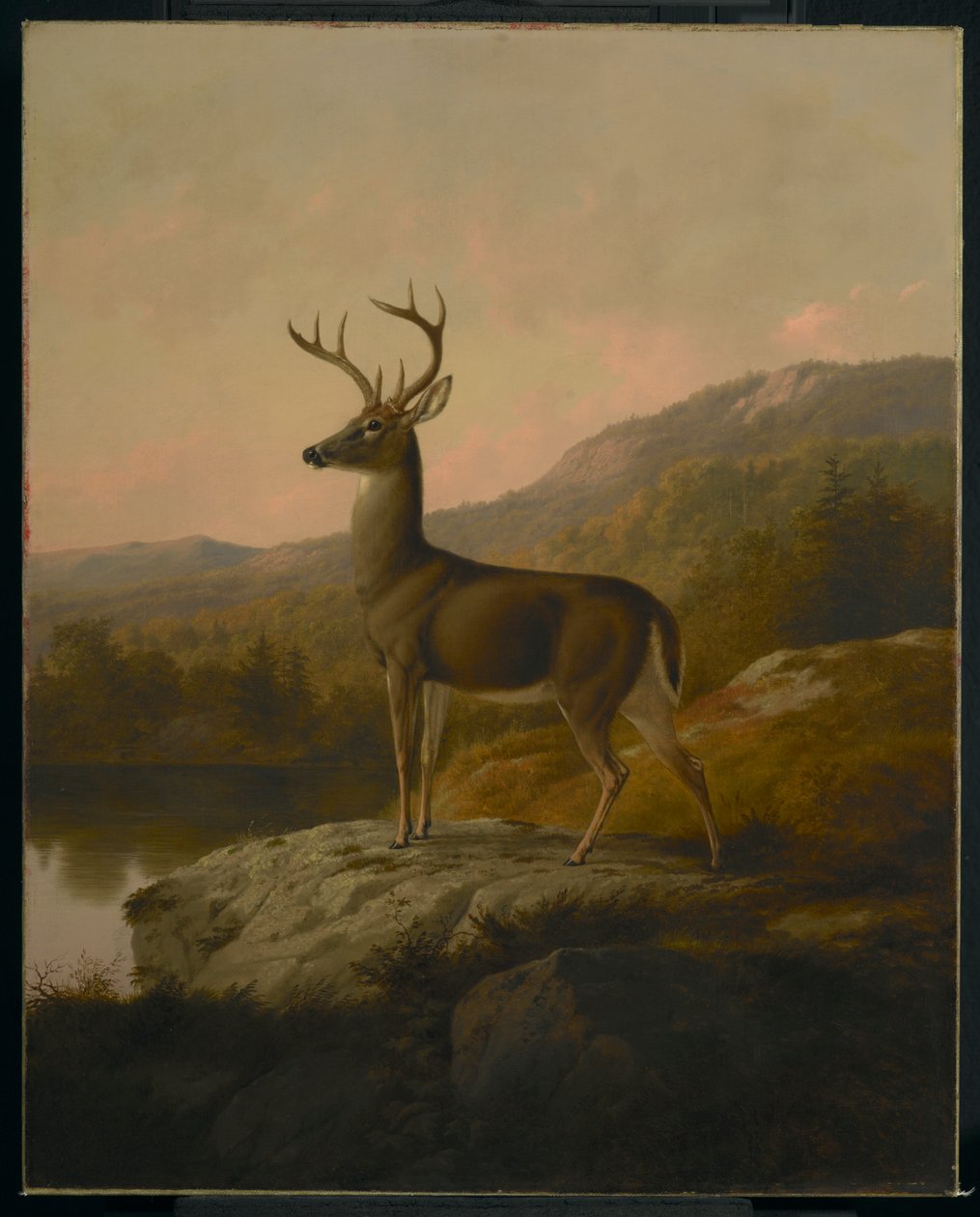 Hjort, 1855 af Thomas Hewes Hinckley